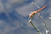 Sympetrum striolatum