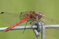 Sympetrum striolatum