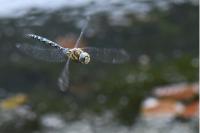Aeshna mixta