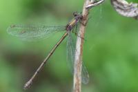 Chalcolestes viridis