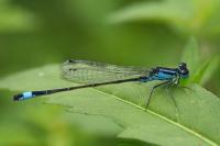 Ischnura elegans