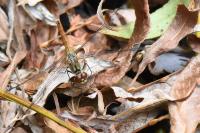 Sympetrum sanguineum