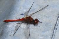 Sympetrum sanguineum