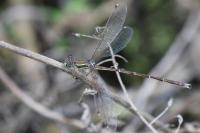 Lestes barbarus