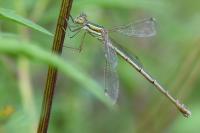 Lestes barbarus