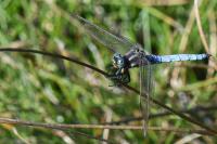 Orthetrum coerulescens