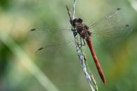 Sympetrum striolatum