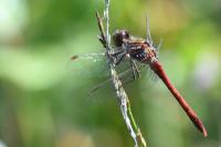 Sympetrum striolatum