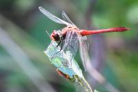 Sympetrum sanguineum