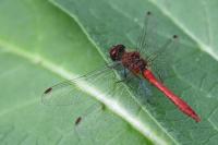 Sympetrum sanguineum