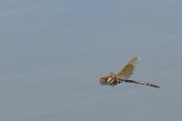 Aeshna grandis