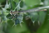 Platycnemis pennipes