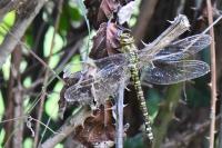Aeshna cyanea