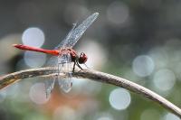 Sympetrum sanguineum