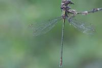Chalcolestes viridis