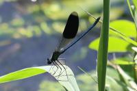 Calopteryx splendens