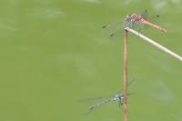 Sympetrum striolatum