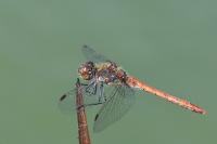 Sympetrum striolatum