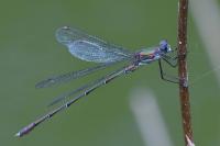 Chalcolestes viridis
