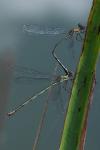 Chalcolestes viridis