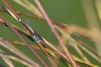 Ischnura elegans