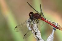 Sympetrum sanguineum