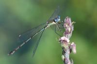 Chalcolestes viridis