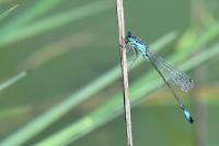 Ischnura elegans