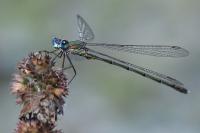 Chalcolestes viridis