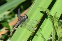 Sympetrum sanguineum