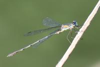 Chalcolestes viridis