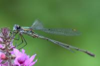 Chalcolestes viridis