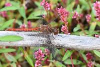Sympetrum meridionale