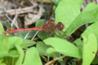 Sympetrum meridionale