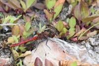 Sympetrum sanguineum