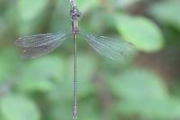 Chalcolestes viridis