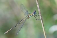Chalcolestes viridis
