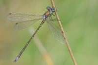 Lestes virens