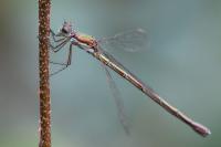 Lestes virens
