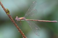 Lestes virens