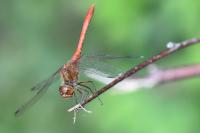 Sympetrum meridionale