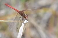 Sympetrum meridionale