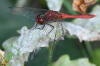 Sympetrum sanguineum