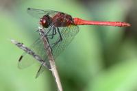 Sympetrum sanguineum
