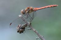 Sympetrum striolatum