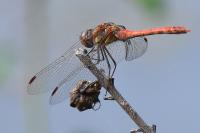 Sympetrum striolatum