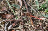 Sympetrum meridionale