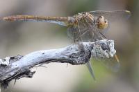 Sympetrum meridionale