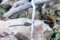 Aeshna mixta