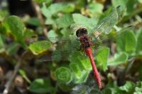 Sympetrum sanguineum